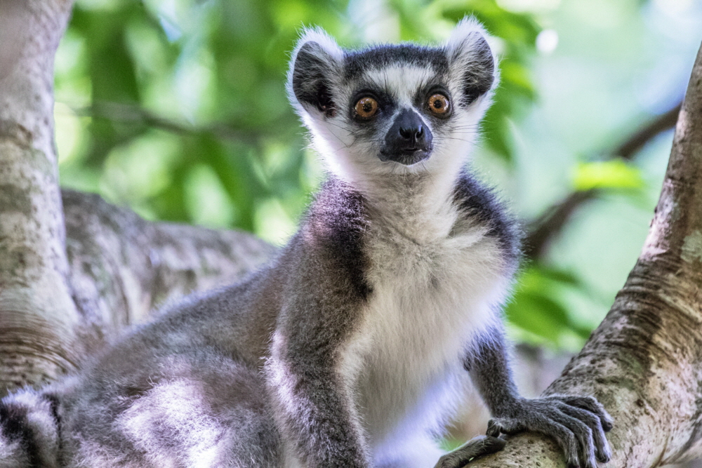 Katta Lemur