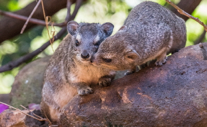 kenia-mara-laikipia-safari-uk_0002