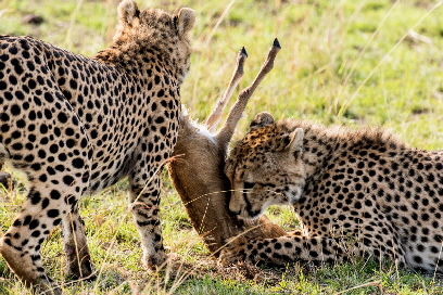 kenia-mara-laikipia-safari