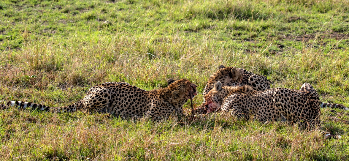 Geparden bei Fr�hst�ck