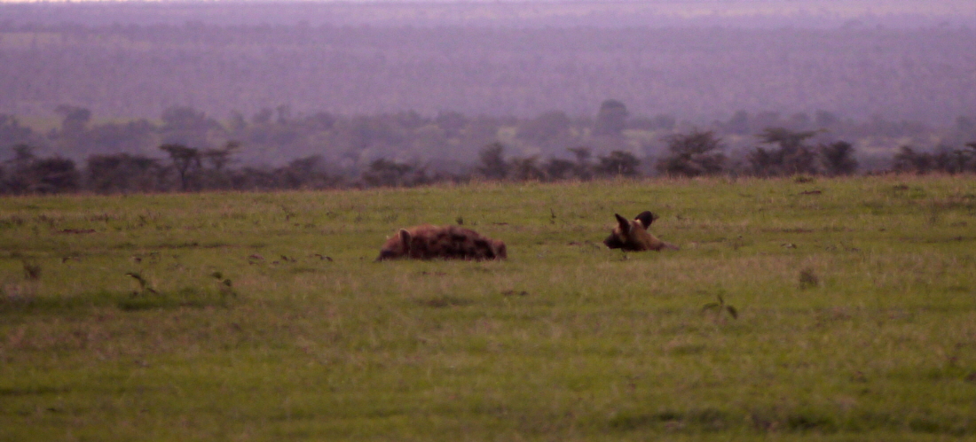 Wildhund und Hy�ne im Team !