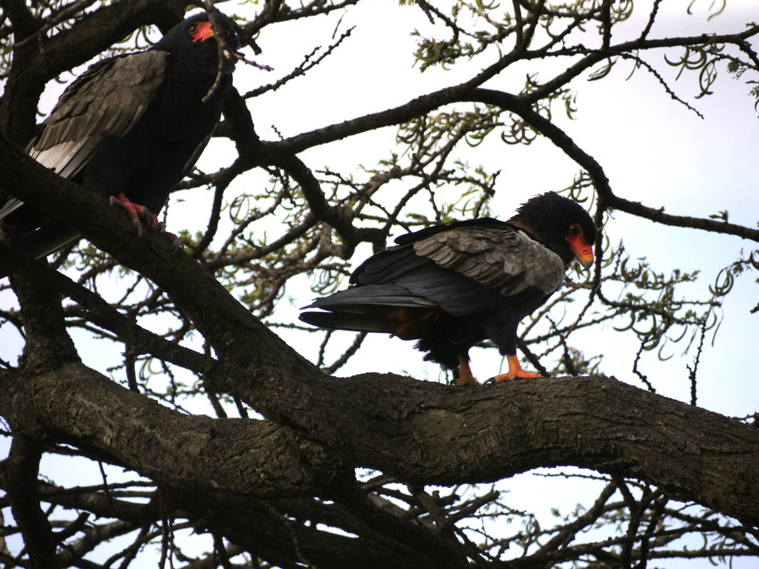 Bateleur