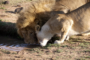 Kenia safari L�wen