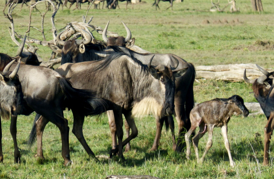 Gnus 