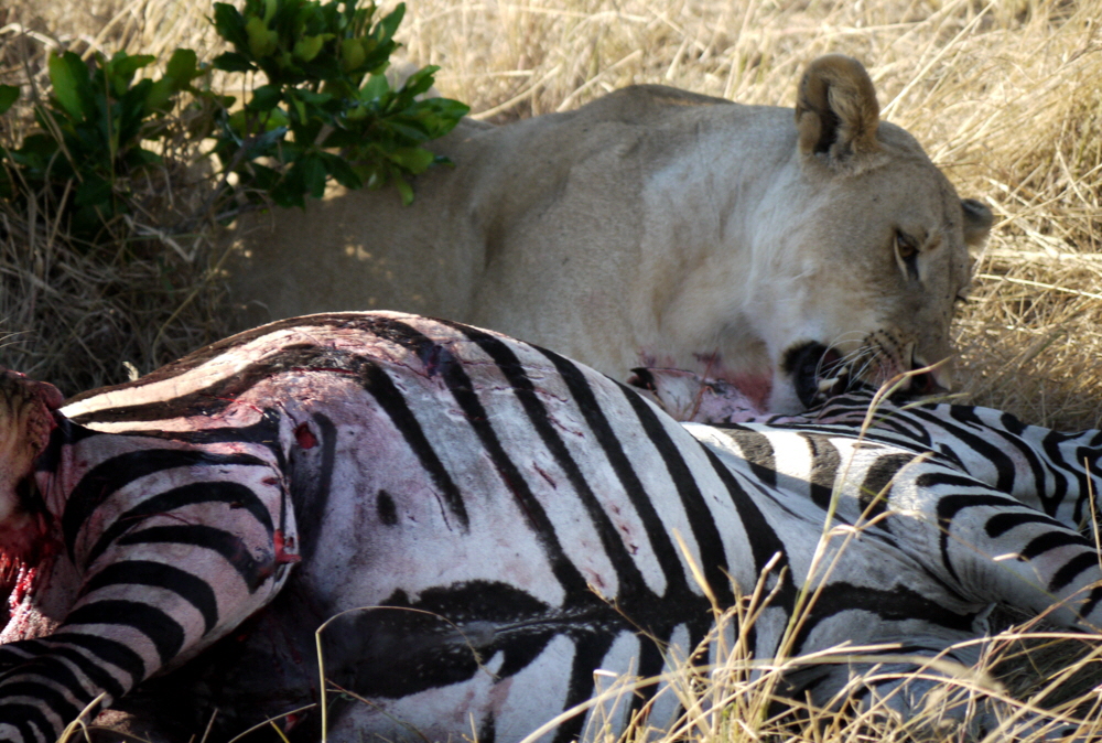 L�win bei der Jagd 