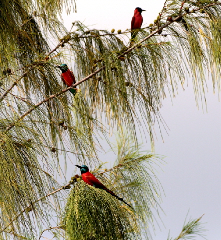 Scharlachspinte auf Lamu