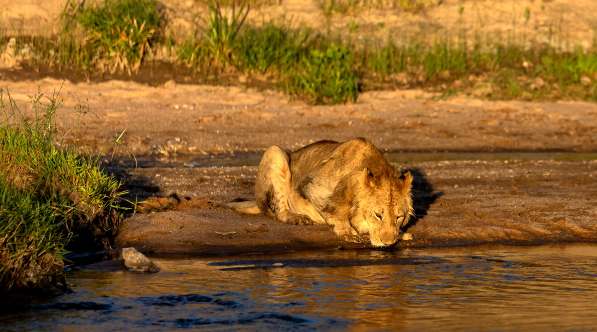 junger L�wenkater im Morgenlicht wundersch�n -danke Micha G�rtz