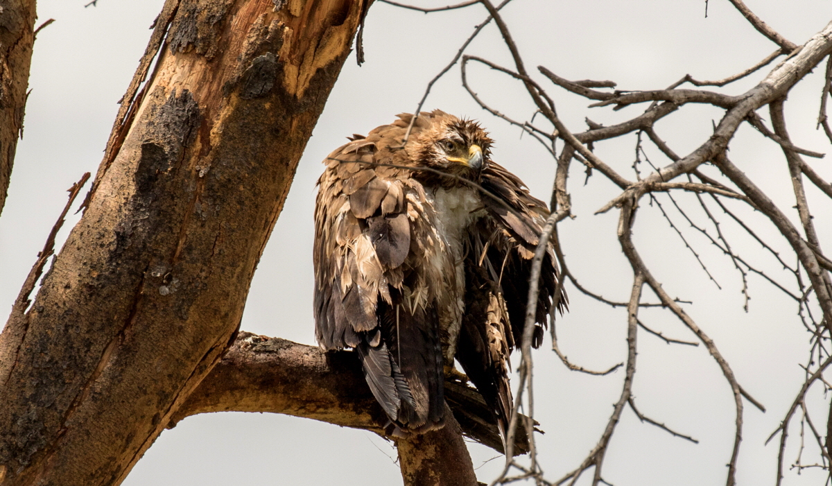 Junger  Schlangen-Adler 