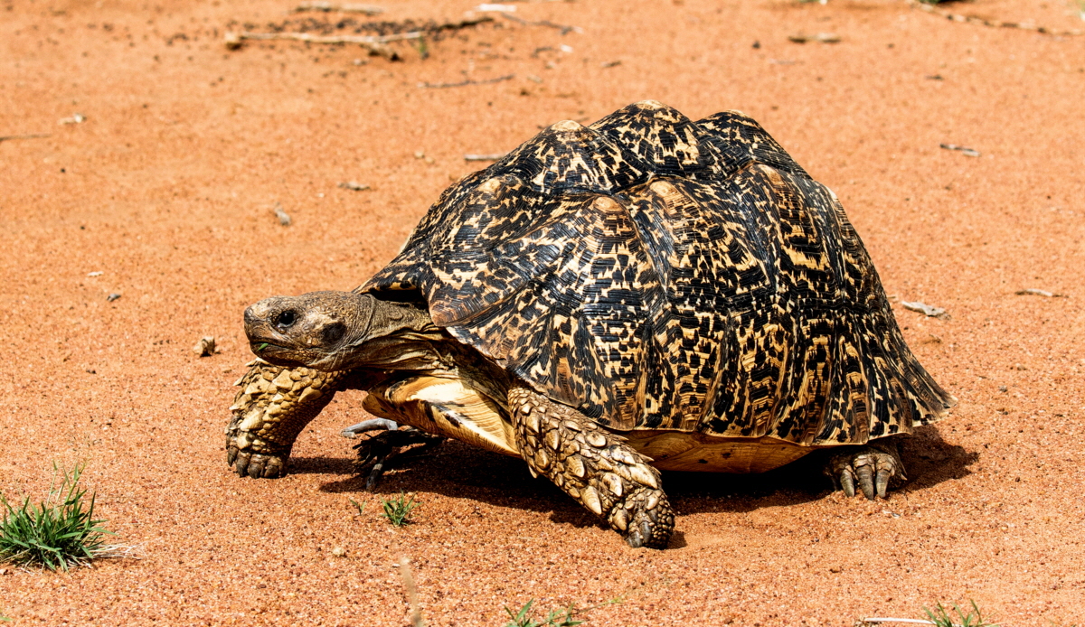 Leopardenschildkr�te