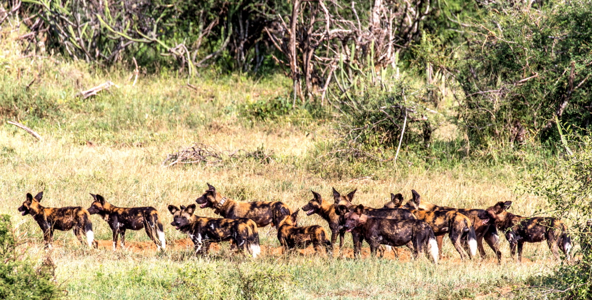 Wildhunde in Laikipia 