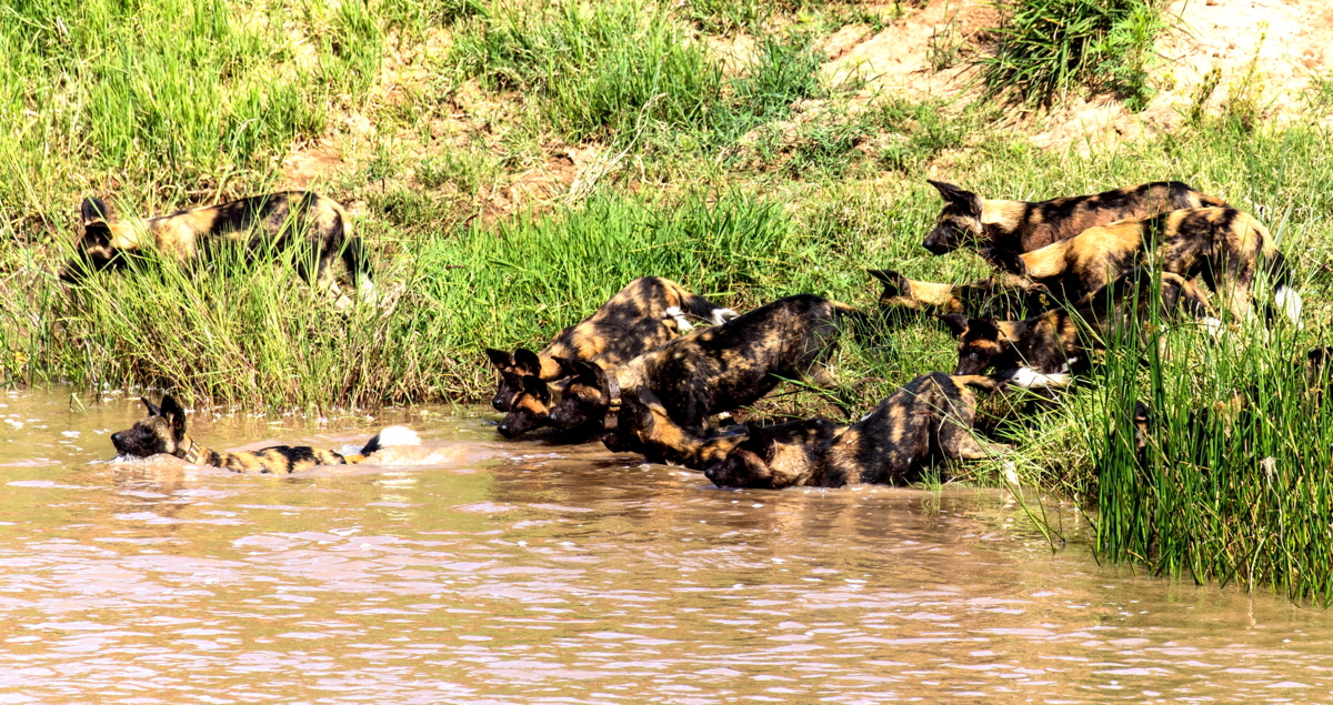 Lycaon pictus Sambia