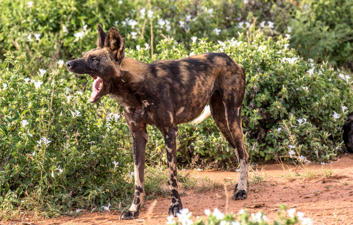 Tumaren Camp Laikipia Kenia