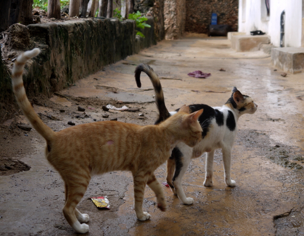 Katzen Insel Lamu Kenia