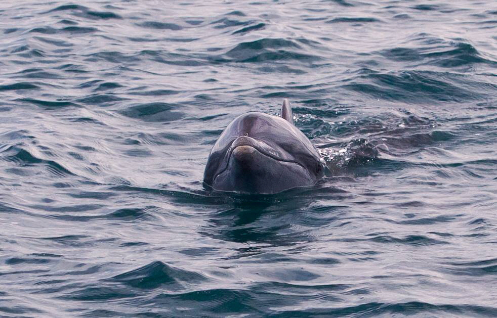 T�mmler Lapa Rios Osa Costa Rica