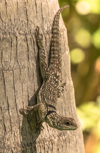 leguan-madagaskar-rundreise