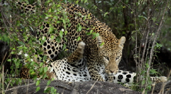 Safari in Lewa Downs