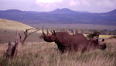 lewa-kifaru-house_0012