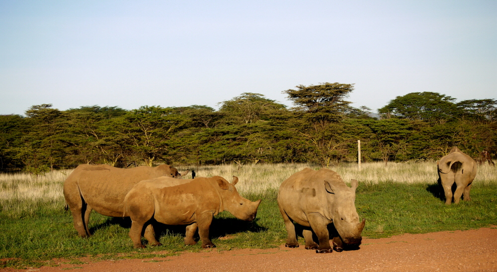 Nash�rner Lewa Downs