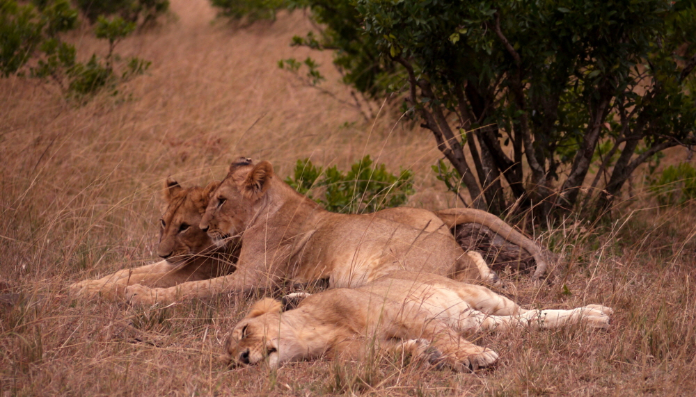 Tarangire L�wen 