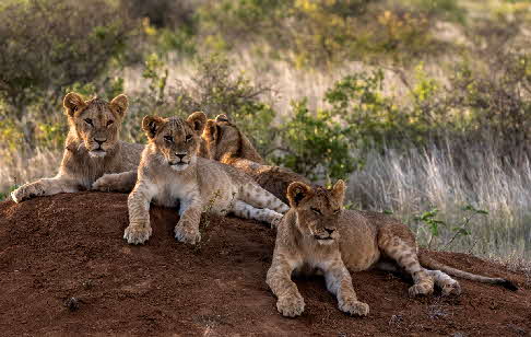 lowewn-oauf safari-kenia
