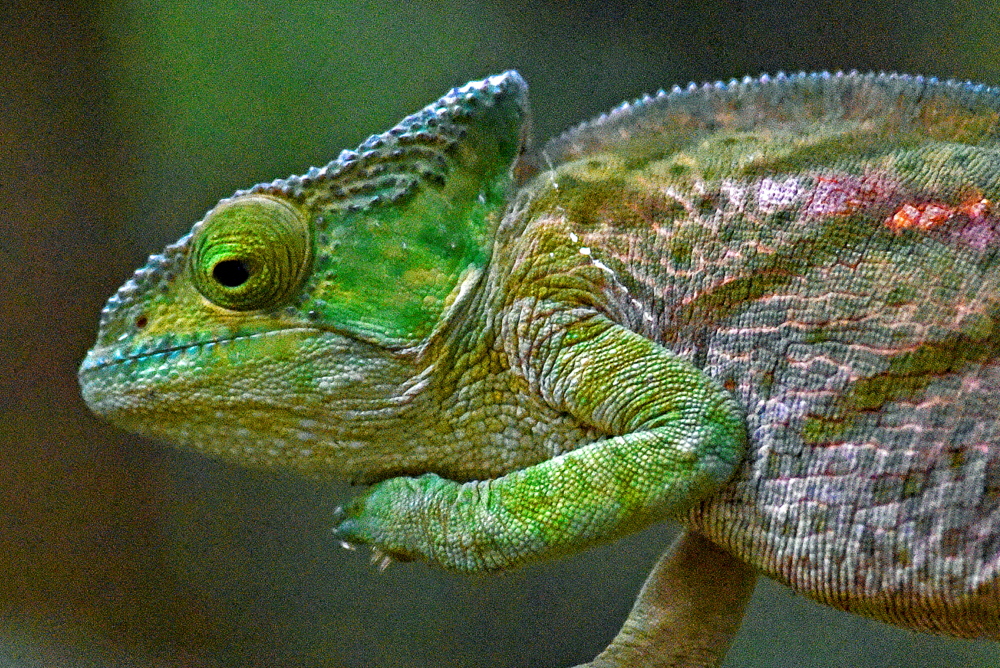 Cham�leon   W. L�rcher