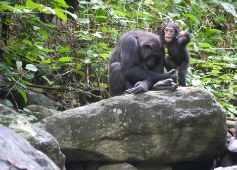mahale-schimpansen-tracking-Tansania 