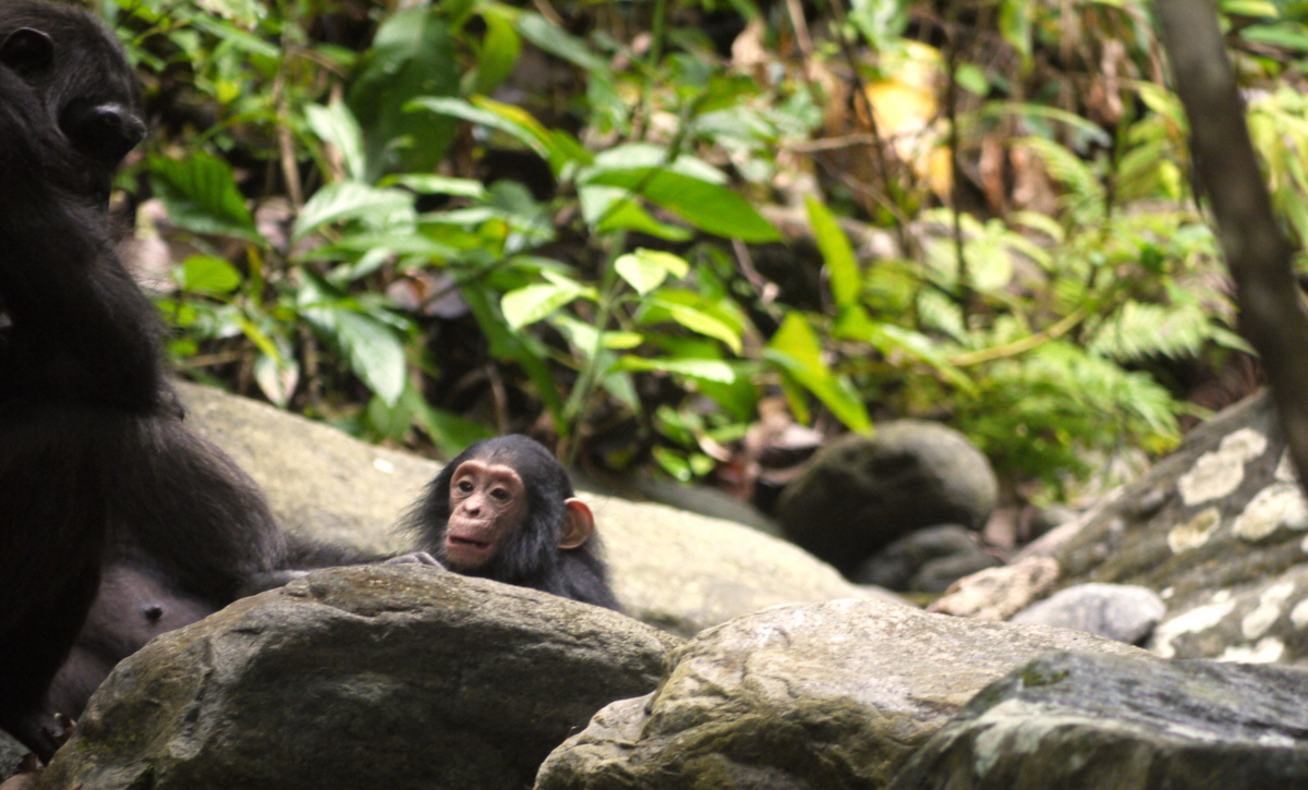 Mahale SchimpansenTrecking Tansania 