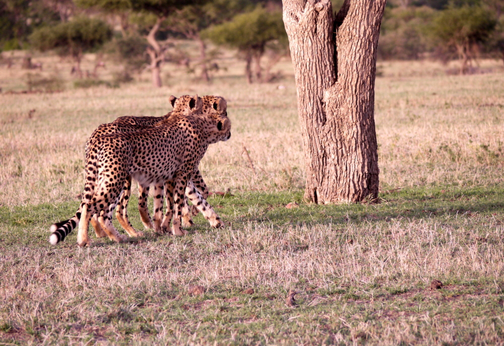  3 Geparden bei der Jagd ganz dicht zusammen 