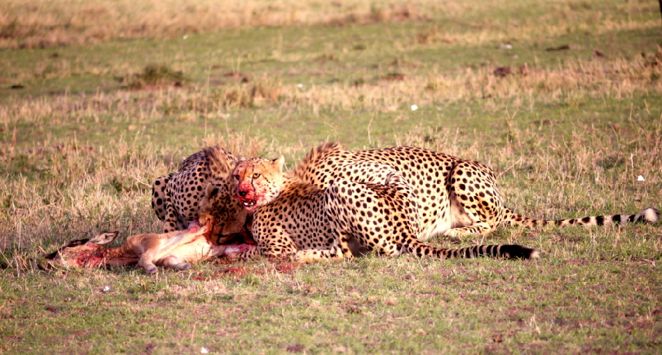 Encounter-Mara-camp-MasaiMara-Kenia
