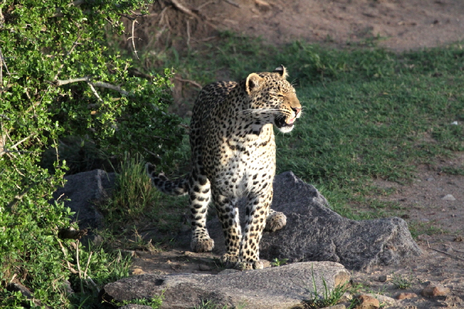 mara-plains-camp-kenia