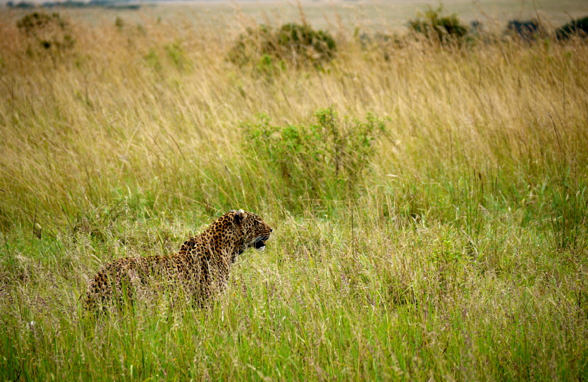 Leopard im Gras
