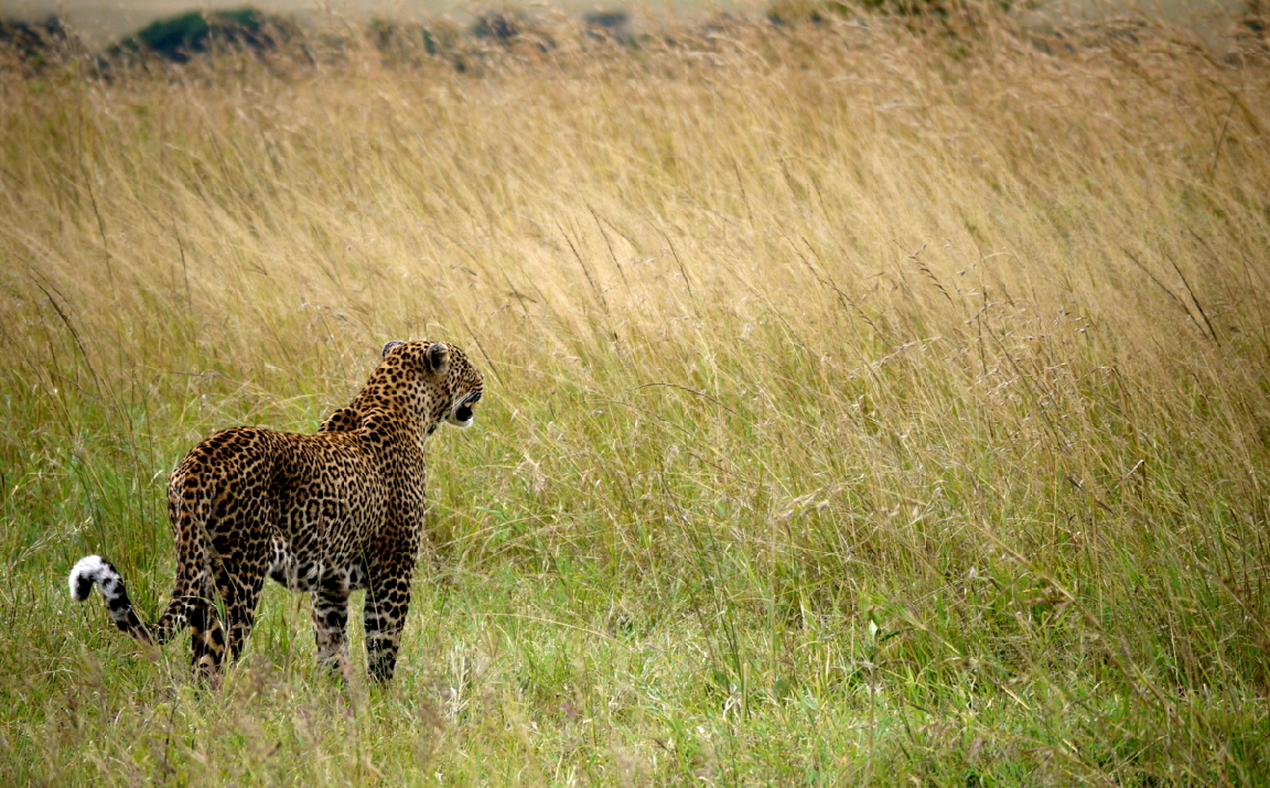 Leopardin Sand River Camp Masai Mara Kenia