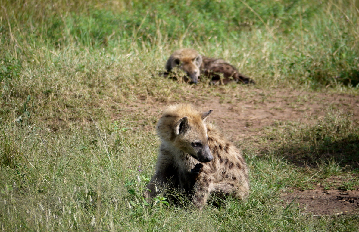 Sandriver Mara camp Kenia
