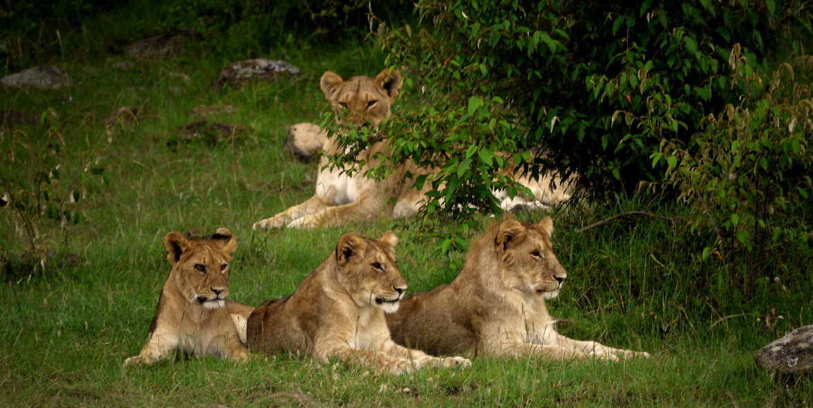 Rekero Camp Masai Mara 
