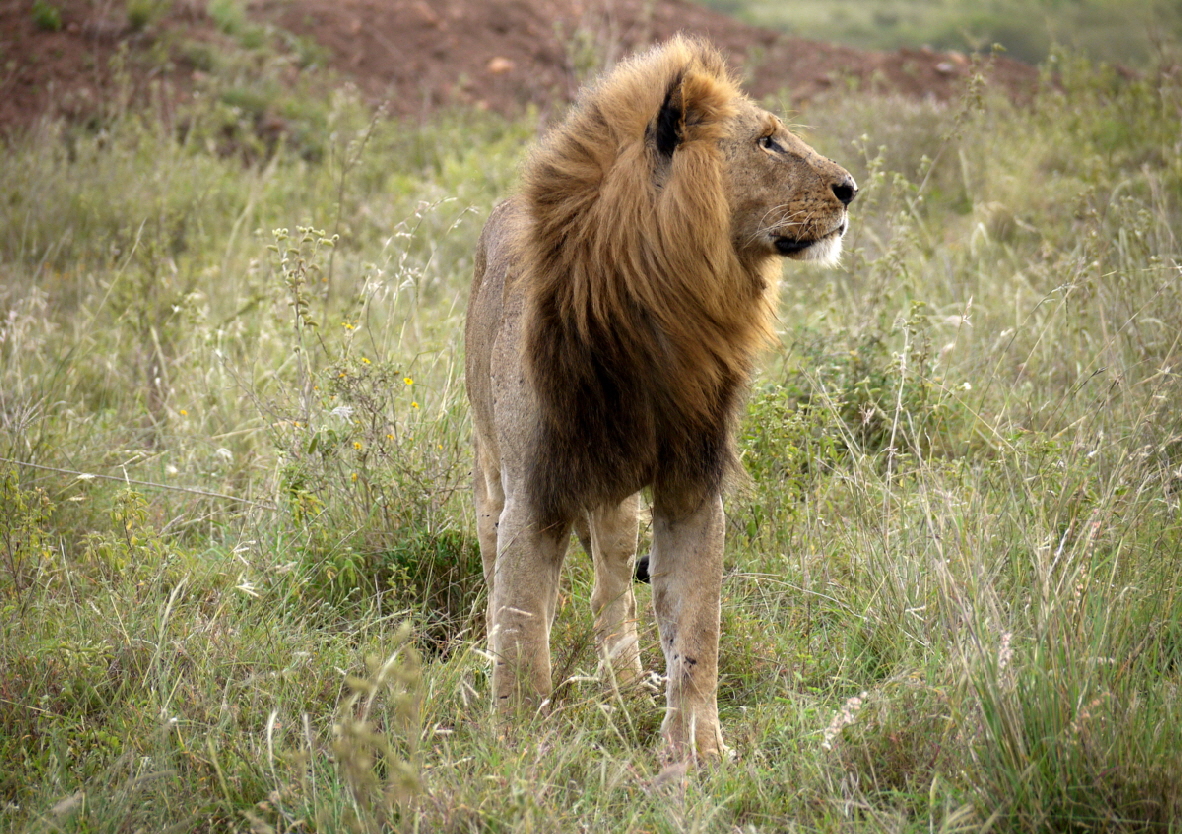 L�wenmann Nairobi Nationalpark 