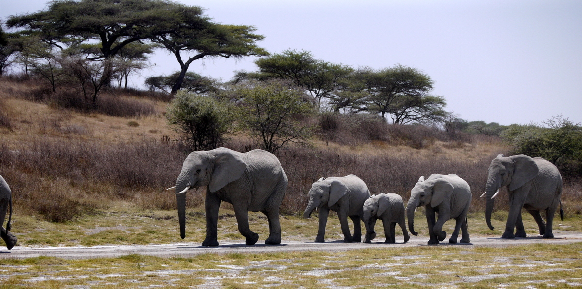 Ndutu Lodge Tansania  im September 21
