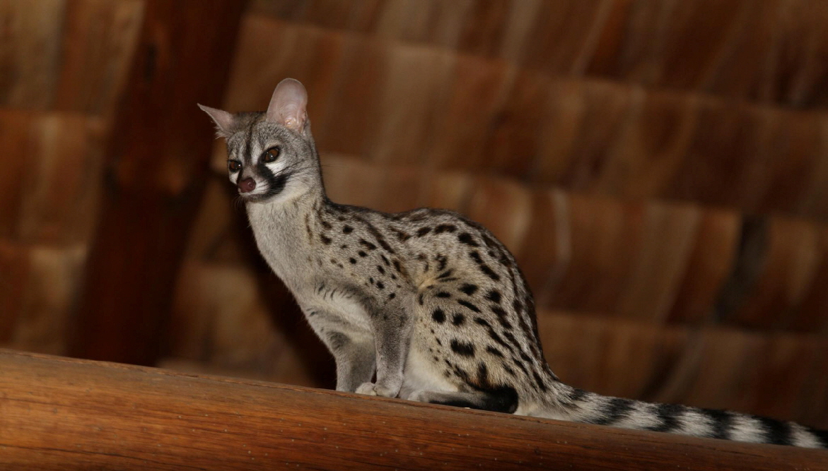 Ndutu Lodge Ginsterkatze
