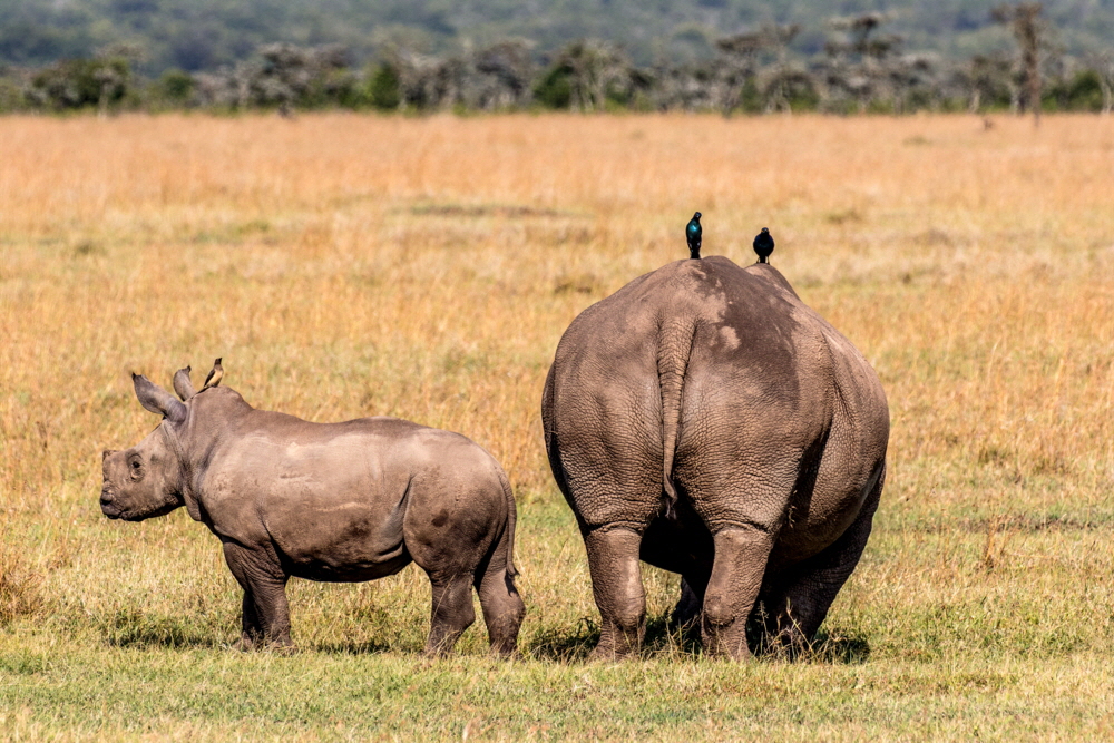 Breitmaul- Nash�rner 