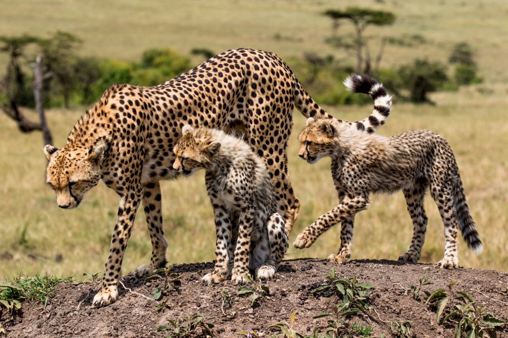 Geparden Ol Seki Masai Mara  Safari Camp
