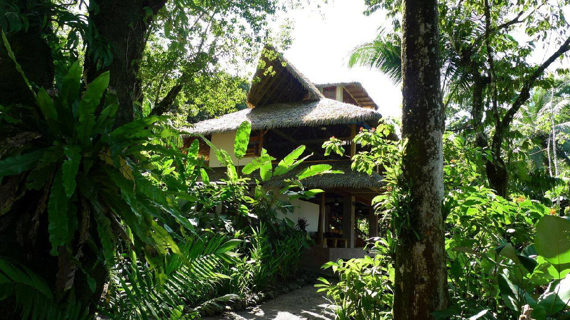 Osa Halbinsel  Copa de Arbol Costa Rica Reisen 