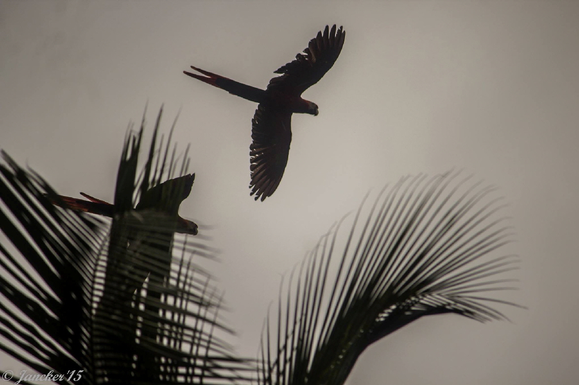 Copa de Arbol Drake bay Corcovado Nationalpark