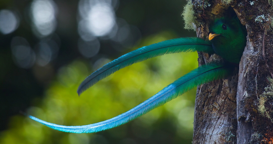 Credit: Paraiso del Quetzal 