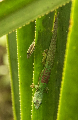 phelsumen-Madagaskar