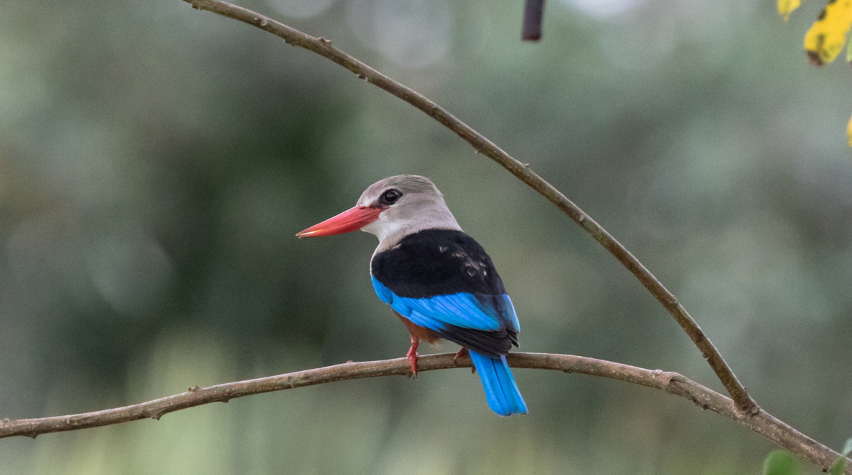 Graukkopfliest Selous 