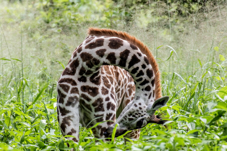 Ruaha Safari Tansania
