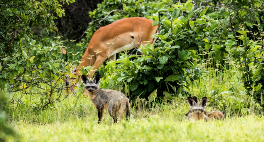 L�ffelhunde Ruaha Safari Tansania