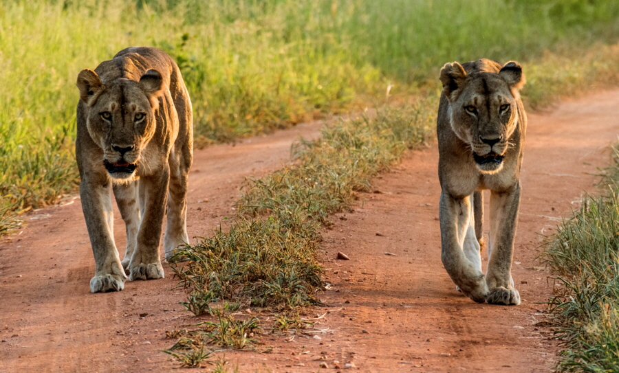 L�wen  Mwagusi Camp