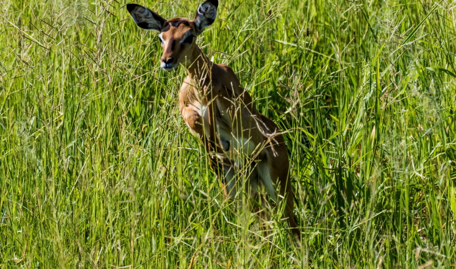 Impala Ruaha Safari Tansania