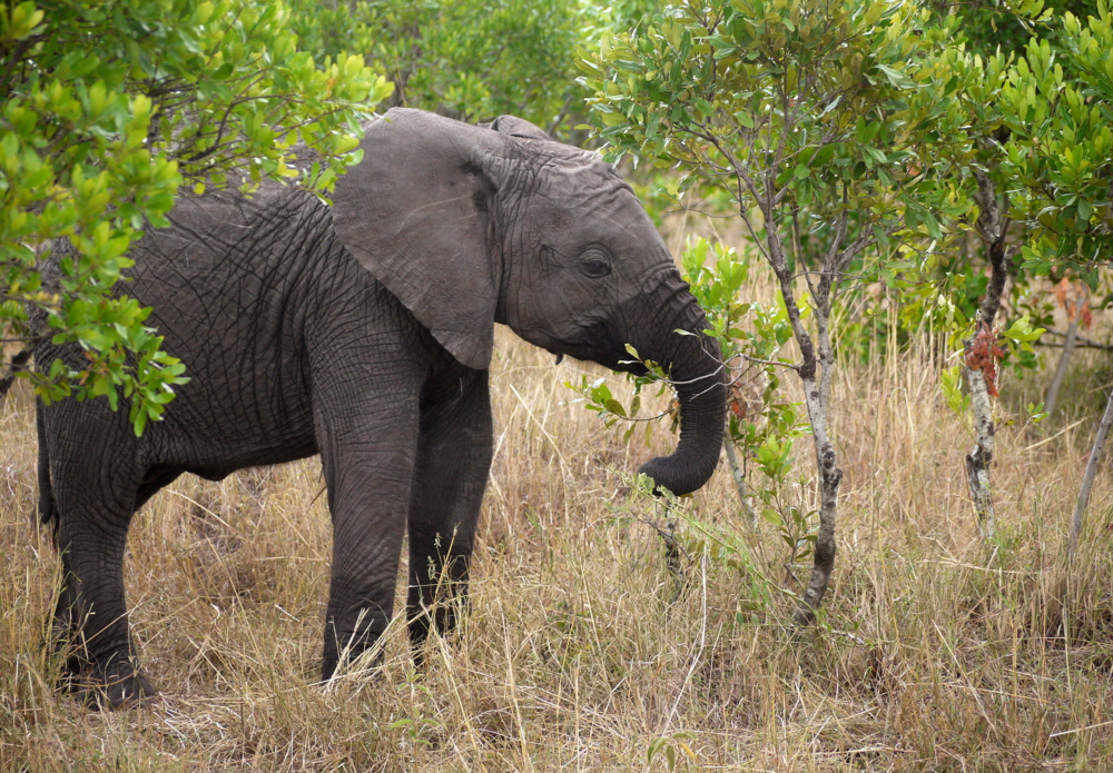 Salas Camp Elefanten im Camp