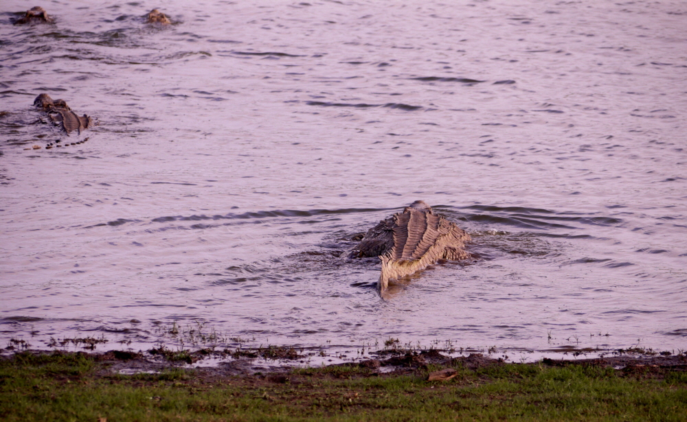 Sand Rivers Selous Krokodil